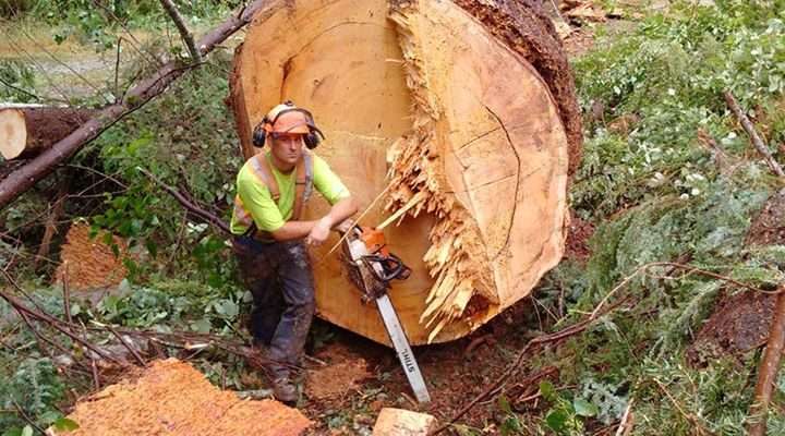 Call Precision Tree Service in the Comox Valley
