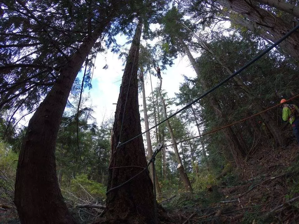 Skyline Setup From the Ground For Tree Services in the Comox Valley