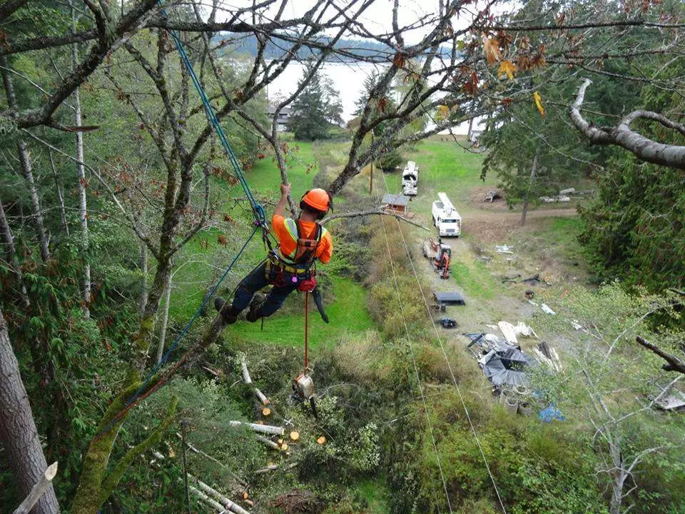 Removing Branches Overhanging Power Line From Skyline For Tree Services in Comox Valley