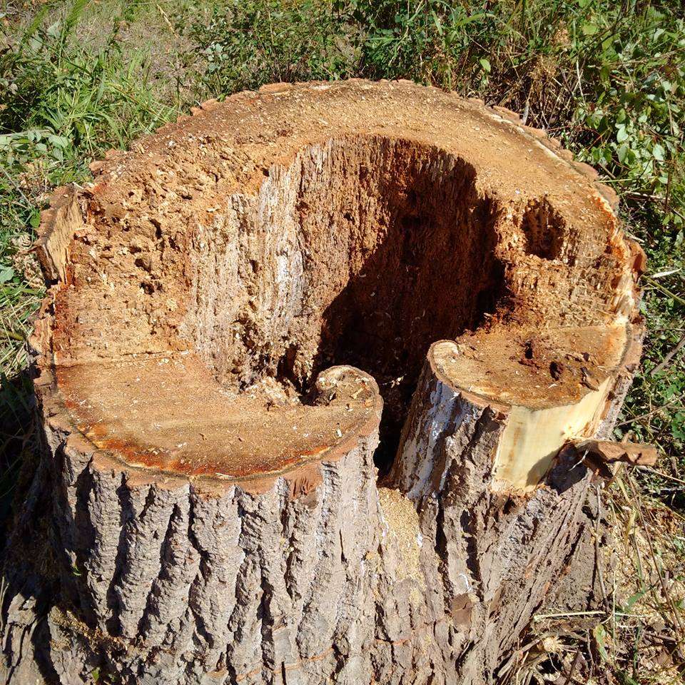 Severely decayed cottonwood stump