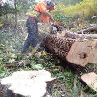 Tree removal in Comox Valley. Staff member cutting up tree that has been removed.
