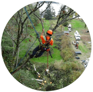 Out on a limb? Call Precision Tree Services in the Comox Valley