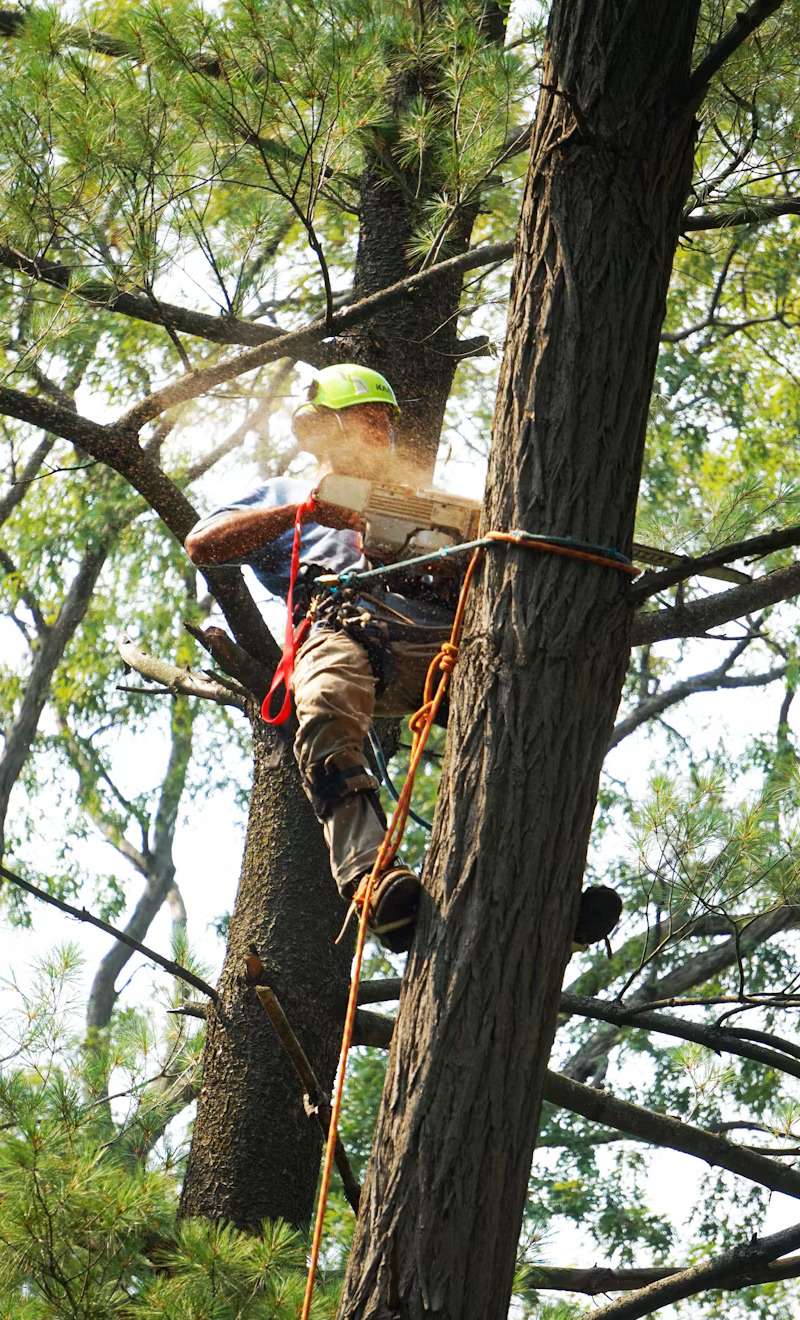 Arborists Use Science to Help Your Trees