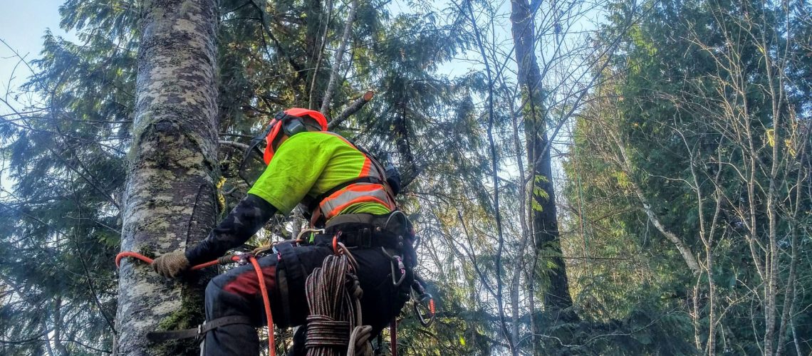 Hazardous tree removal in Comox Valley