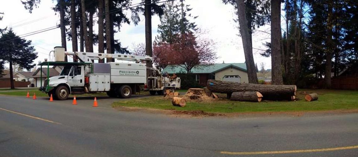 All inclusive tree services: Panographic - Professional Tree Maintenance Services